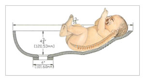 Illustration of baby bathing bowl supporting the spine of a newborn